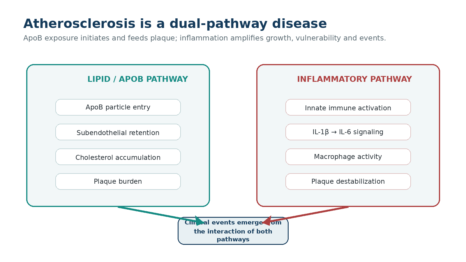 Figure 1. Atherosclerosis is best understood as an interaction between ApoB exposure and arterial-wall inflammation. Illustration created for ElevatedCholesterol.com.