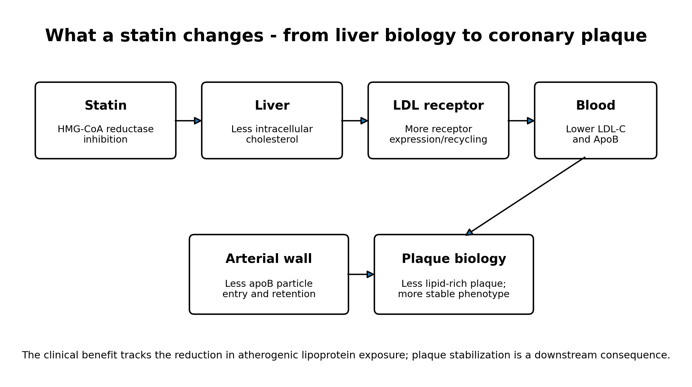 Figure 1. The primary biological pathway from HMG-CoA reductase inhibition to lower apoB exposure and a more stable plaque phenotype.